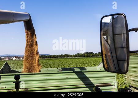 Un champ de céréales avec du blé à la récolte. Une moissonneuse-batteuse au travail. Autriche Banque D'Images