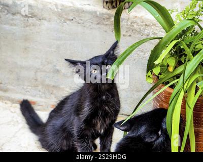 Un chat noir joue dans un jardin avec une vigne fleurie Autriche Banque D'Images