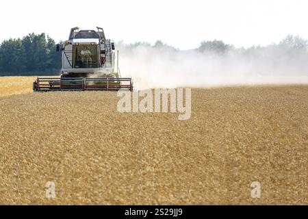 Un champ de céréales avec du blé à la récolte. Une moissonneuse-batteuse au travail. Autriche Banque D'Images