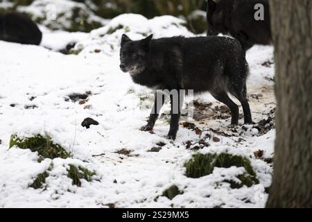 Kasselburg, Rhénanie-Palatinat, loups du bois, loup se nourrissant le 04.01.2025 dans le Kasselburg dans Pelm Allemagne Banque D'Images