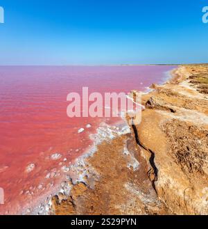 Syvash extrêmement salé Rose Lake, colorés par des microalgues avec dépôts de sel cristallin. Aussi connu sous le nom de mer putride ou pourris mer. L'Ukraine, Kherso Banque D'Images