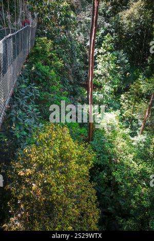 Pont suspendu du parc national de Taman Negara, Malaisie Banque D'Images