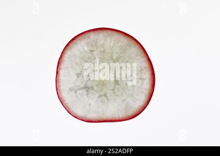 Coupe transversale d'une tranche de radis Banque D'Images