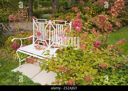 Hydrangea paniculata 'rubis et dentelle de Bourgogne' arbustes à côté d'un banc en métal forgé de style chinois émaillé blanc dans le jardin de l'arrière-cour en automne. Banque D'Images