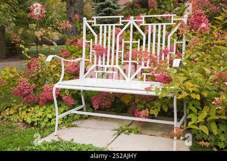 Hydrangea paniculata 'rubis et dentelle de Bourgogne' arbustes à côté d'un banc en métal forgé de style chinois émaillé blanc dans le jardin de l'arrière-cour en automne. Banque D'Images