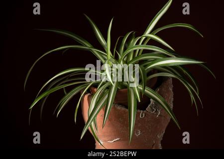 Vue rapprochée d'une plante de chlorophytum d'intérieur plantée dans un pot en céramique. Concept de botanique, intérieur de la maison, culture de plantes Banque D'Images