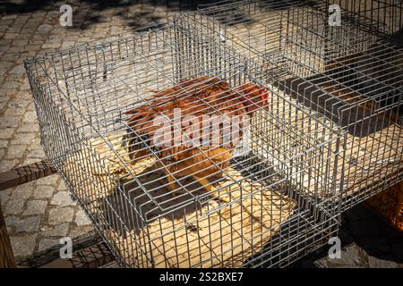 Poulets bruns mis en cage et enfermés et cage en fer à vendre sur un marché de Trancoso Portugal Banque D'Images