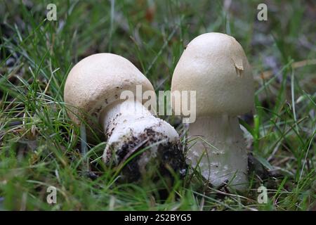 Agaricus arvensis, communément appelé champignon de cheval, champignon sauvage comestible originaire de Finlande Banque D'Images