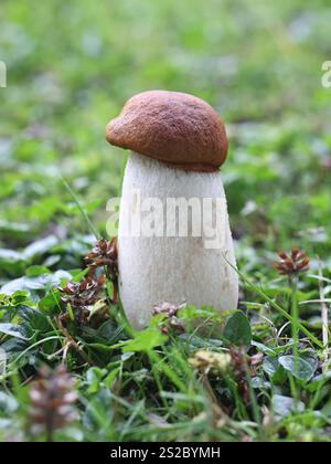 Leccinum aurantiacum, communément appelé bolete orange ou tige de crosse à coiffe rouge, champignon sauvage comestible originaire de Finlande Banque D'Images