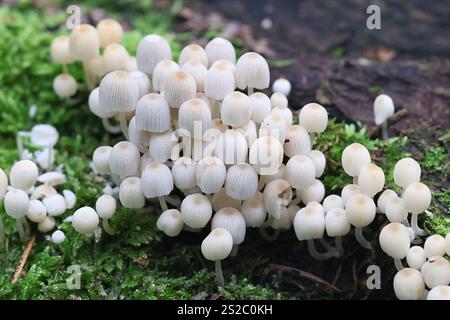 Coprinellus disséminatus, également appelé Coprinus disséminatus, communément appelé calotte à encre de fée ou calotte de crumble de trooping, champignon sauvage originaire de Finlande Banque D'Images