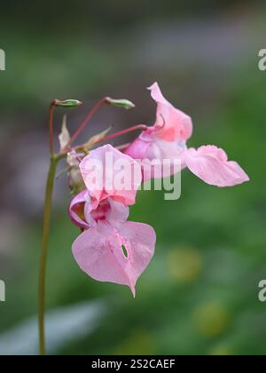 Impatiens glandulifera, communément connu sous le nom de baume de l'Himalaya, plante sauvage envahissante originaire de Finlande Banque D'Images