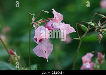 Impatiens glandulifera, communément connu sous le nom de baume de l'Himalaya, plante sauvage envahissante originaire de Finlande Banque D'Images