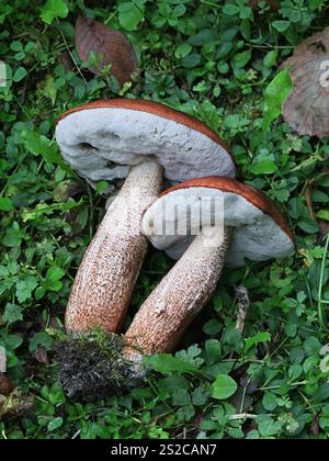 Leccinum populinum, communément appelé bolete de peuplier rouge ou tige de crosse à coiffe rouge, champignon sauvage comestible originaire de Finlande Banque D'Images