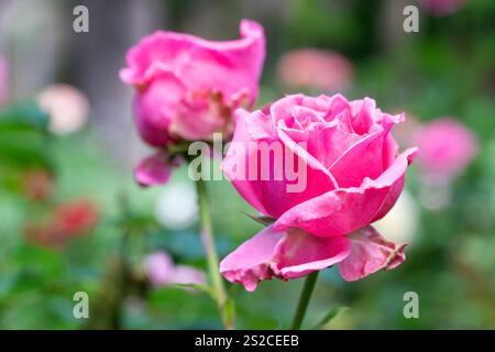 Gros plan de deux roses roses dans Un jardin, faible profondeur de champ Banque D'Images