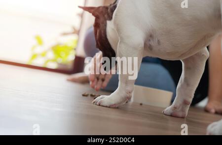Heure du repas ! Une femme adulte apporta un bol de nourriture à son bouledogue français. Chien mangeant de la nourriture sèche d'un bol dans le salon à la maison. Banque D'Images