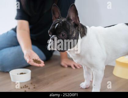 Bouledogue français noir et blanc malade ou triste debout sur le sol à côté d'un bol plein de nourriture sèche et refuser de manger, pas d'appétit Banque D'Images