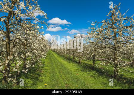 Rangée de pruniers en fleurs dans le verger, Egnach, Canton de Thurgau, Suisse Banque D'Images