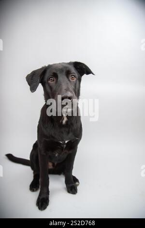 Portrait en gros plan d'un berger noir allemand labrador retriever chien assis devant un fond gris Banque D'Images