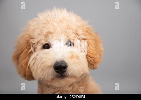 Portrait en gros plan d'une endoodle jaune miniature debout devant un fond gris Banque D'Images