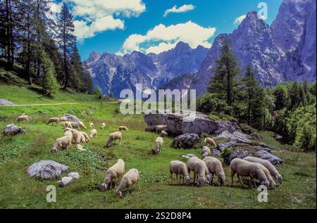 Slovénie, moutons qui paissent dans la vallée de la Trenta entre les Alpes juliennes. Une zone de marche et de randonnée populaire. Banque D'Images