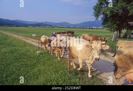 Slovenië,bij Cerknica brengt een boer zijn koeien naar de stal. Banque D'Images