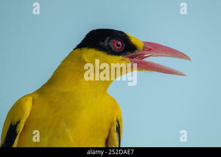 Gros plan d'un oriole à coiffe noire (Oriolus chinensis) avec une bouche ouverte sur un ciel bleu, Indonésie Banque D'Images