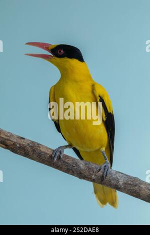 Gros plan d'un oriole (Oriolus chinensis) perché sur une branche, Indonésie Banque D'Images