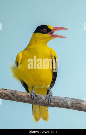 Gros plan d'un oriole (Oriolus chinensis) perché sur une branche, Indonésie Banque D'Images