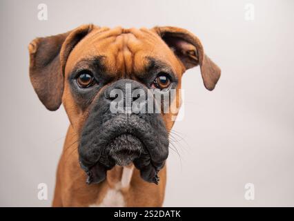 Portrait en gros plan d'un chien boxeur assis devant un fond blanc Banque D'Images