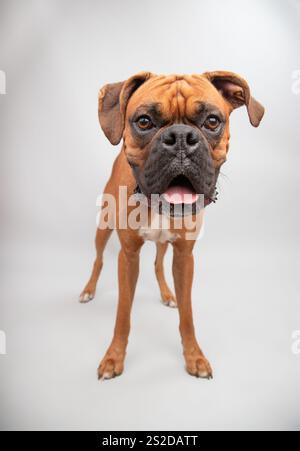 Portrait en gros plan d'un chien boxeur debout devant un fond blanc Banque D'Images