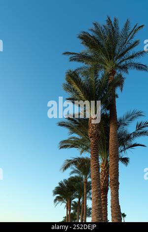Un ciel bleu clair est la toile de fond de plusieurs grands palmiers dattiers. Lever du soleil en Egypte. Banque D'Images