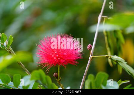 une seule fleur rouge rose avec détail Banque D'Images
