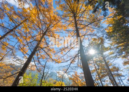Kamikochi a une belle atmosphère, avec des montagnes, la faune et les ruisseaux, beau temps, en particulier pendant le feuillage d'automne, une partie des alpes japonaises. Banque D'Images
