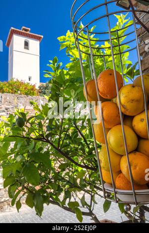 Ville de Grenade en Espagne. Oranges fraîches dans un panier en métal suspendu à l'extérieur près d'un arbre et d'une tour blanche. Banque D'Images