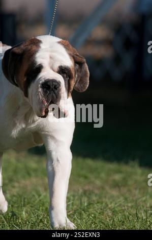 Saint Bernard bûche vers la caméra lors d'un spectacle canin Banque D'Images