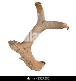 Cette illustration présente une racine d'arbre nouée sur un fond blanc. Banque D'Images