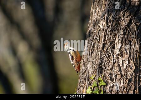 Un pic tacheté moyen (Dendrocoptes medius) perché sur le côté d'un noyer. Banque D'Images