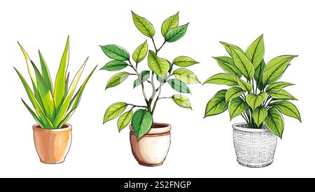 Ensemble d'illustrations vectorielles de plantes de maison en pot d'intérieur Illustration de Vecteur