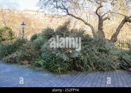 Londres, Royaume-Uni. 7 janvier 2025. Une énorme pile d'arbres de Noël mis au rebut attend la collecte dans un point de recyclage d'arbres à Bloomsbury alors que la saison des fêtes touche à sa fin. Crédit : Vuk Valcic/Alamy Live News Banque D'Images