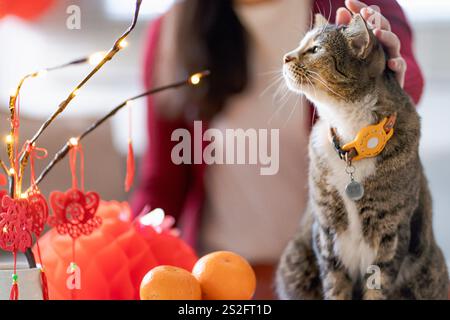 Chat Préparez les célébrations du nouvel an chinois à la maison. Mignon chat domestique shorthair mettant pendentif traditionnel au nouvel an lunaire chinois pour bonne chance Banque D'Images