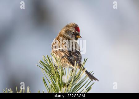 Sizerin flammé (Acanthis flammea) perché sur une branche en hiver Banque D'Images