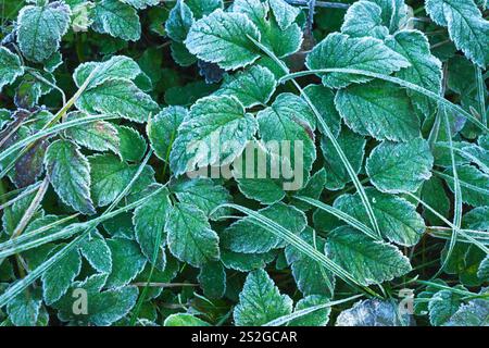 Gros plan de nombreuses feuilles vertes givrées, vue de dessus Banque D'Images
