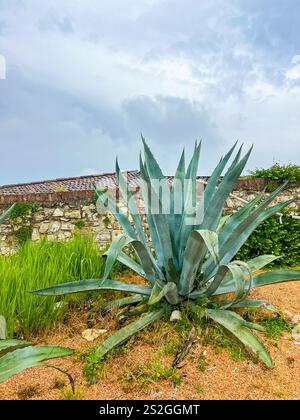 Une plante d'agave, mettant en valeur ses feuilles épaisses et charnues dans le château de Brescia, en Italie Banque D'Images