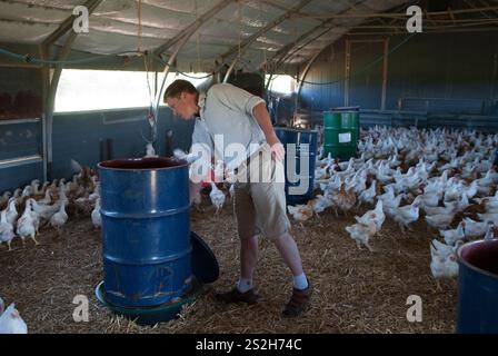 Jeune agriculteur britannique, vérifiant les bacs d'alimentation des céréales dans un hangar de poulets en plein air. Fosse Meadows Farm, North Kilworth Leicestershire Angleterre années 2016 2010 HOMER SYKES, Banque D'Images