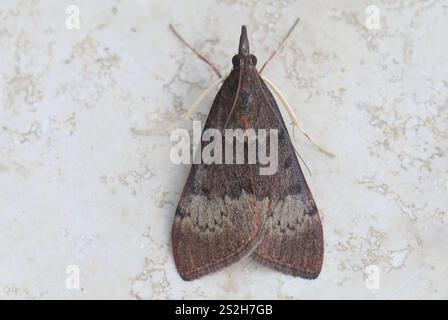 Luzerne des arbres (Uresiphita ornithopteralis) Banque D'Images