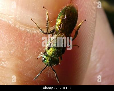 Abeille sueur verte pure (Augochlora pura) Banque D'Images