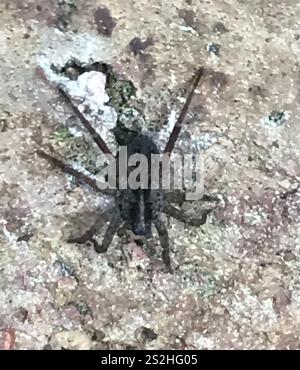 Araignée loup rustique (Trochosa ruricola) Banque D'Images