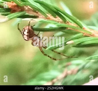 Araignée blindée eurasienne à longue mâchoire (Metellina segmentata) Banque D'Images