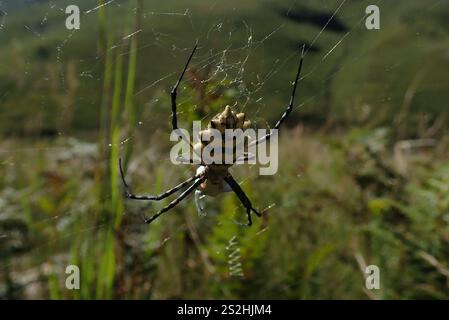 Araignée Orbweb de jardin commune (Argiope australis) Banque D'Images