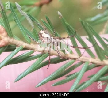 Araignée blindée eurasienne à longue mâchoire (Metellina segmentata) Banque D'Images